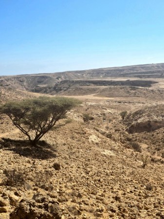wild omani frankincense - jabal raqbit (6)7
